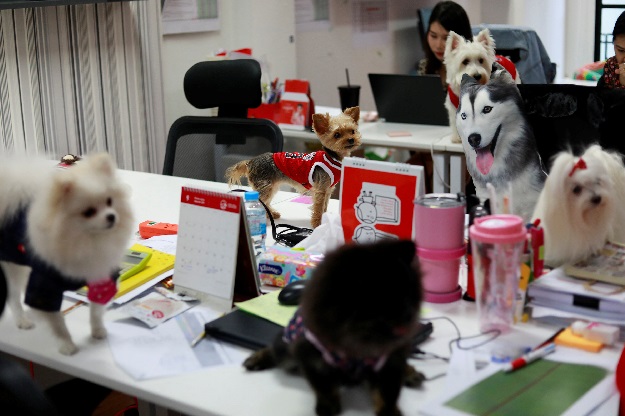  Dogs are seen on the desks as staff work in an office of a digital advertising agency which promotes bring-your-dog-to-work in Bangkok, Thailand. PHOTO REUTERS