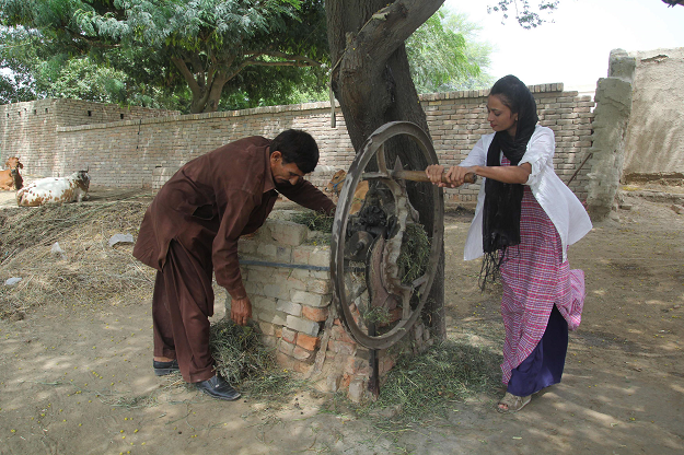 Nawaz helps her father prepare food for cattle at their home in Duniya Pur in Punjab. PHOTO: AFP