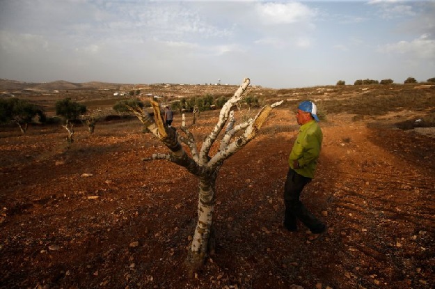 Palestinian farmer Mahmud Abu Shinar did not see who attacked his olive trees at night but blames residents of an Israeli settlement. PHOTO AFP