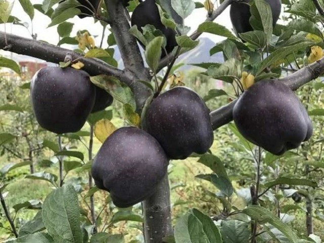 ÎÏÎ¿ÏÎ­Î»ÎµÏÎ¼Î± ÎµÎ¹ÎºÏÎ½Î±Ï Î³Î¹Î± black apples