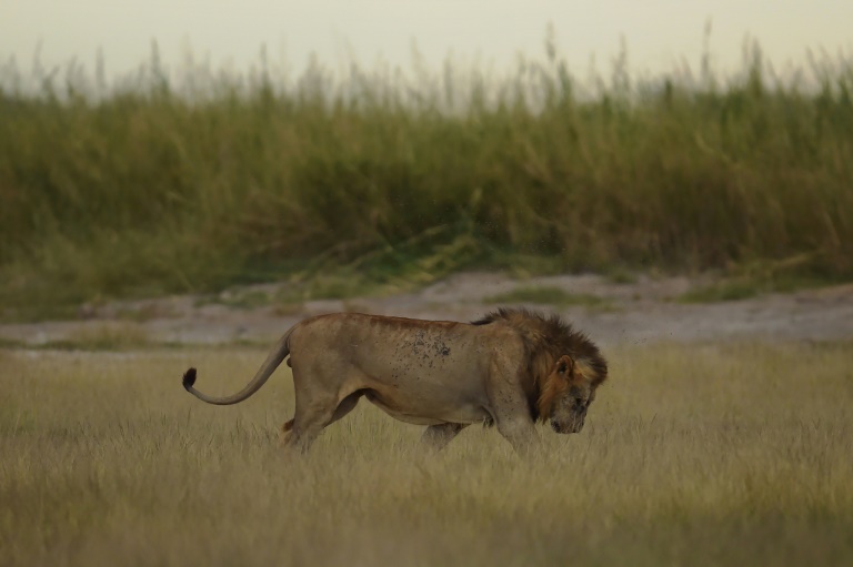 lion kills young worker at north carolina wildlife sanctuary