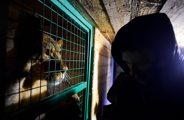 A lion looks inside the enclosure at Veles. PHOTO:AFP