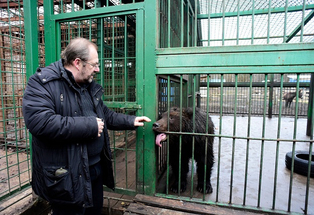 Alexander Fedorov, owner and founder of Veles, a shelter for wild animals, visits a bear. PHOTO:AFP