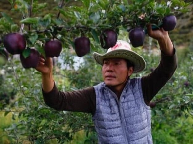 An apple grower picks 'Black Diamond Apples' from his orchard. PHOTO COURTESY: TENCENTNEWS