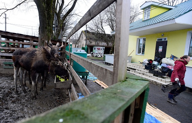 Moose eat in their enclosure at Veles. PHOTO:AFP