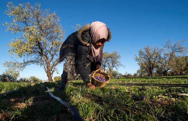 A labourer collects saffron flowers in a field in the Taliouine region in southwestern Morocco. PHOTO: AFP