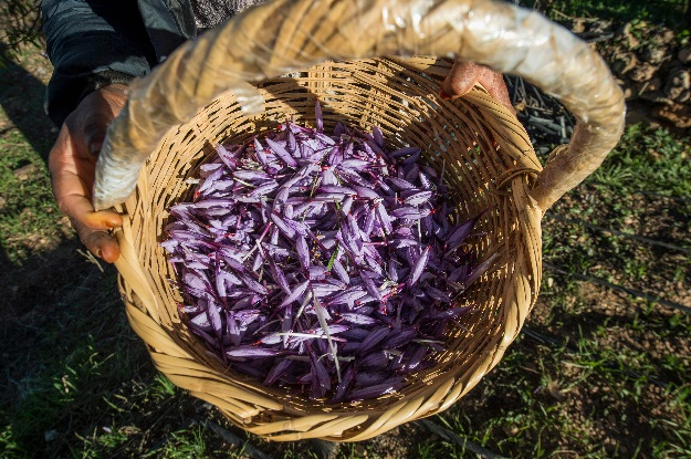 A labourer holds a basket full of harvested saffron flowers in a field in the Taliouine region in southwestern Morocco. PHOTO: AFP