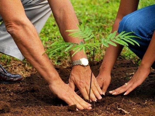 Image result for plantation drive