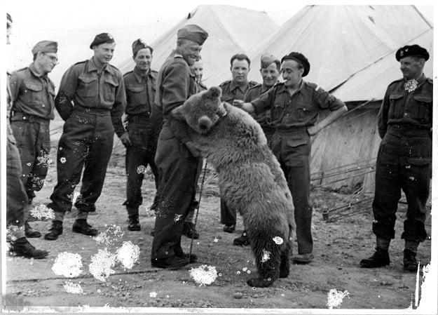 An undated handout made available by the Polish Institute and Sikorski museum shows bear Wojtek among the soldiers of the 22nd Polish Artillery Company in 1943. PHOTO: AFP