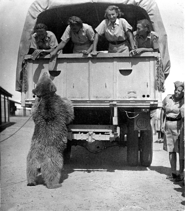 This undated handout made available by the Polish institute and Sikorski museum shows brown bear Wojtek standing at a truck carrying female soldiers who want to pet him in Palestine 1943. PHOTO: AFP