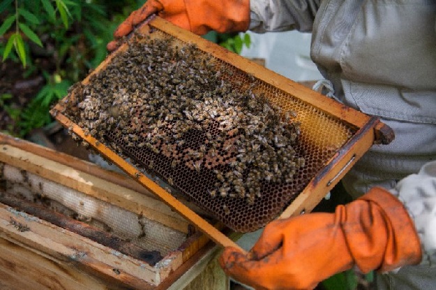 Globally, bees have been mysteriously dying off from 
