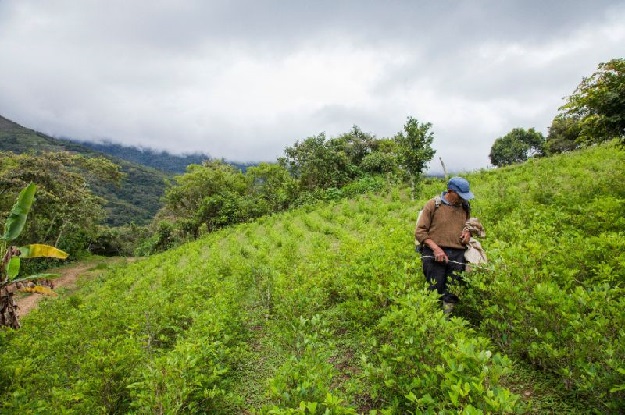 The UN Office on Drugs and Crime says the area under coca cultivation has increased by 7 percent in a year, to 24,500 hectares. PHOTO: AFP