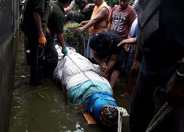 Rescue workers are pictured on Monday, having captured Merry the crocodile to send him off to have his stomach inspected. PHOTO COURTESY: THEDAILYMAIL