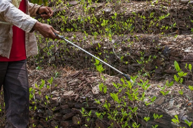 Pesticide spraying in Bolivia's coca plantations, as by this grower in Coroico on December 20, 2018, is one of a number of factors including climate change threatening local bee populations, experts say.  PHOTO: AFP