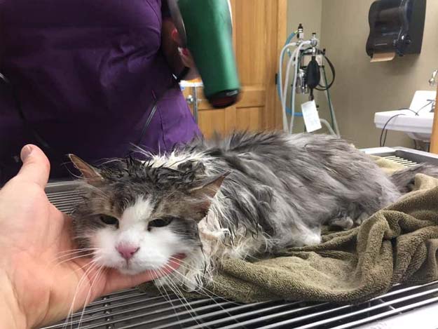 Fluffy immediately after her thaw. (Courtesy of Animal Clinic of Kalispell)