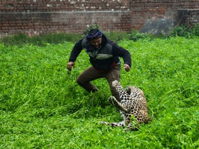 Four people were hauled to the ground and bitten by the leopard before it was caught. PHOTO: AFP