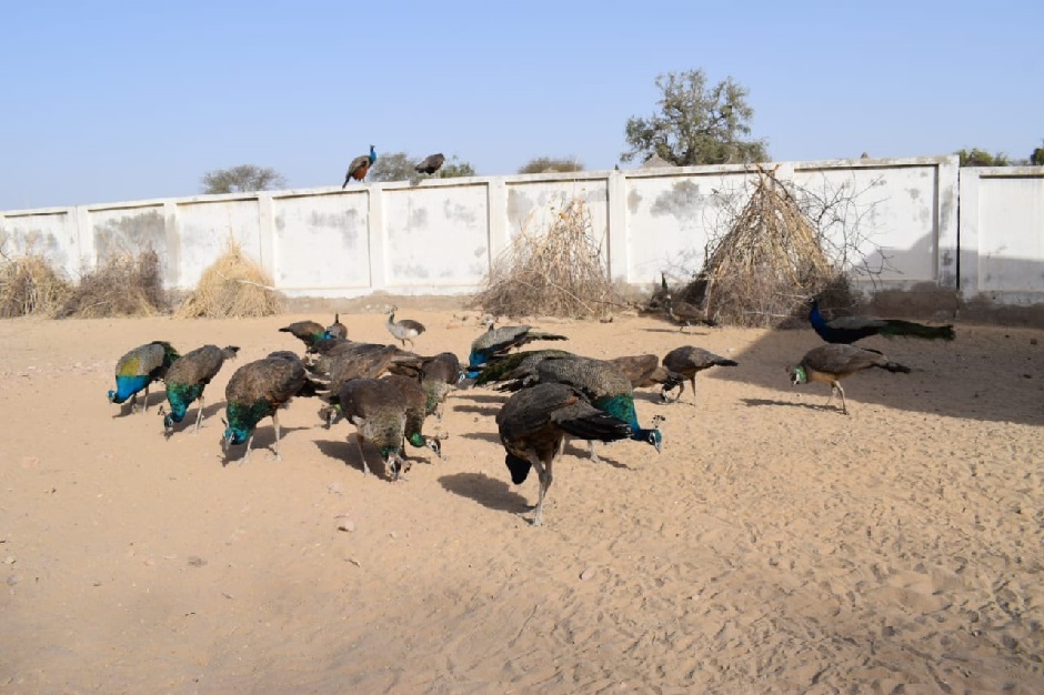 Due to the drought, these peafowls suffer from hunger and are susceptible to a disease called rani (Ranikhet or Newcastle disease). PHOTO: EXPRESS