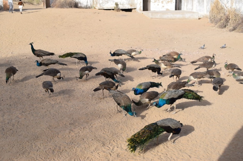 According to the department of wildlife, there are 100,000 peafowls living around the 1,400 villages in the region. PHOTO: EXPRESS
