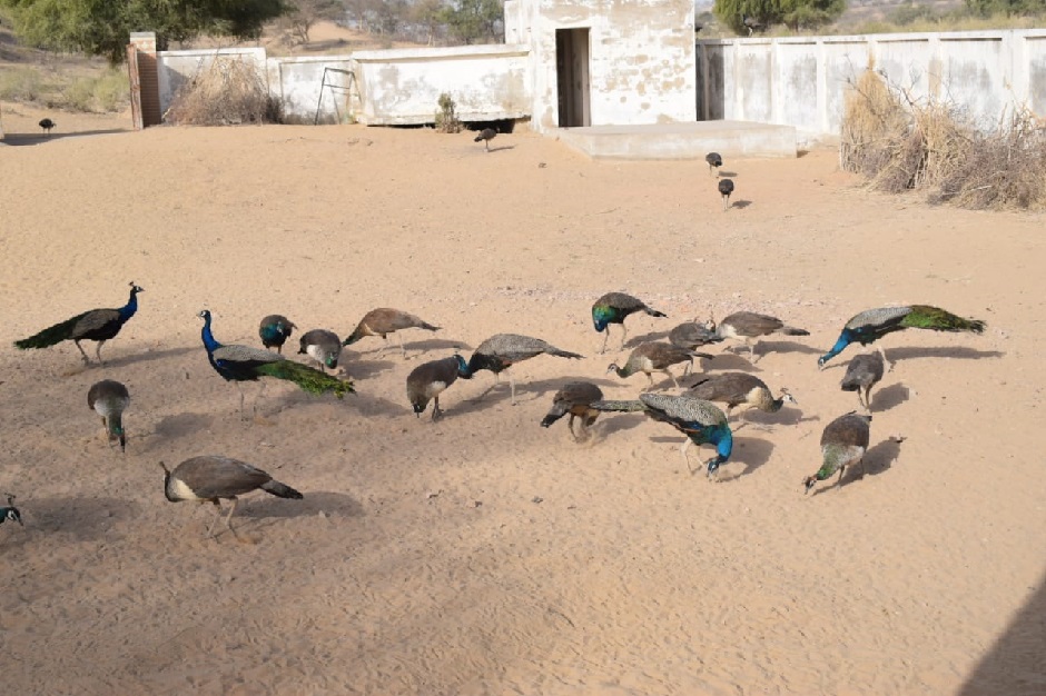 Peacocks being fed in Sothar village near Tharparkar District, Sindh. PHOTO: EXPRESS