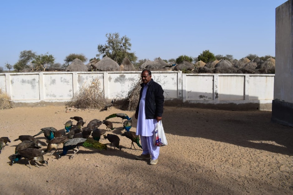 Sonjhi Sothar (right) feeds peacocks at a schoolyard in Sothar village near Tharparkar District, Sindh. PHOTO: EXPRESS 