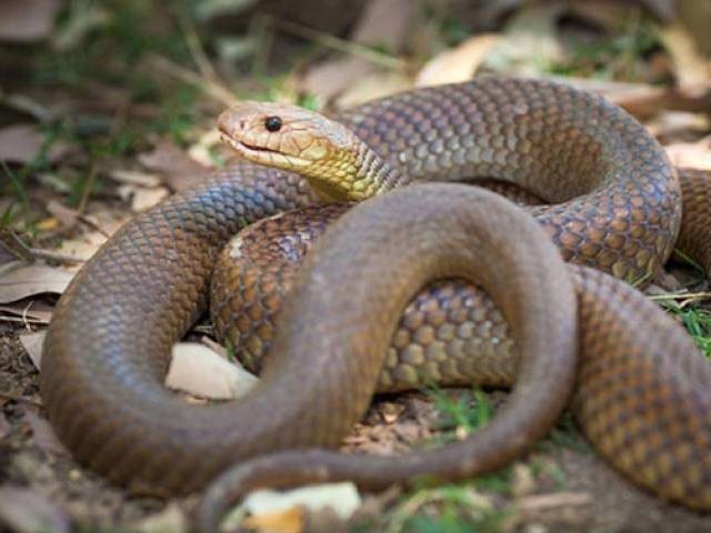 The venom itself is extracted by pressing the top of the snake’s mouth, where venom glands are located, against this lid.

PHOTO: FILE
