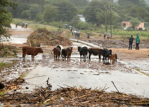  Livestock is seen at a washed away bridge along Umvumvu river. PHOTO: REUTERS