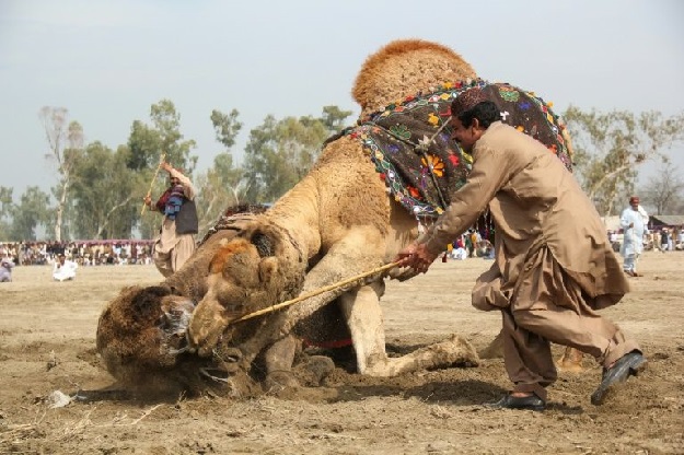 Camels fight at an annual festival in Rajin Shah in Pakistan -- a practice that is officially banned but remains popular. PHOTO: AFP