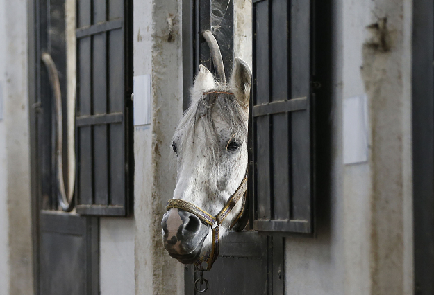 Syrian mare Karen, which hails from the Hadbaa Enzahe strain of Arabian purebreds, stands at a stable in the town of Dimas, west of the capital Damascus on December 5, 2018. PHOTO: AFP
