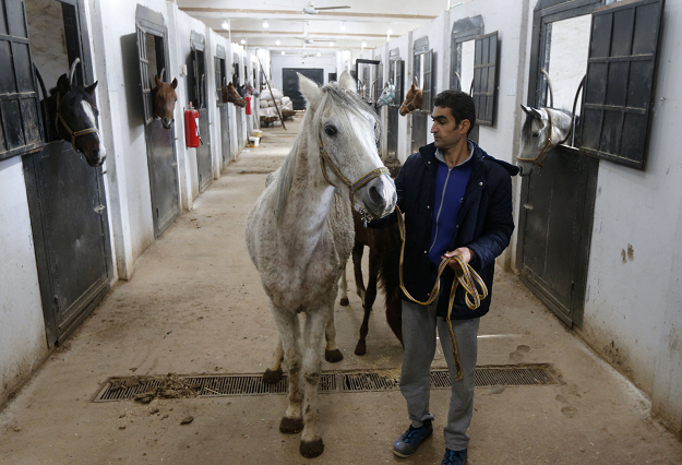 Syrian mare Karen (R), which hails from the Hadbaa Enzahe strain of Arabian purebreds, stands at a stable in the town of Dimas, west of the capital Damascus on December 5, 2018. PHOTO: AFP