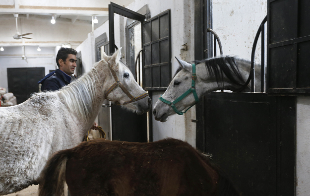 Syrian mare Karen (L), which hails from the Hadbaa Enzahe strain of Arabian purebreds, stands at a stable in the town of Dimas, west of the capital Damascus on December 5, 2018. PHOTO: AFP
