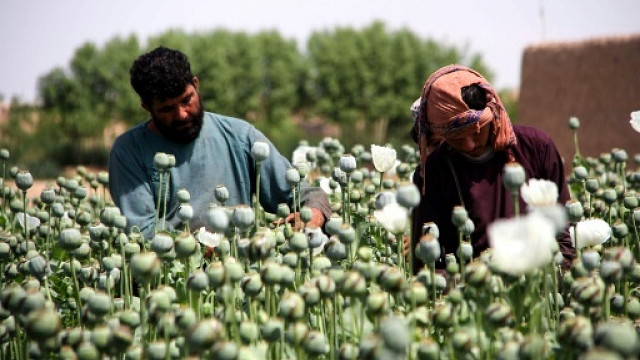 poppies bloom across afghanistan as drought eases