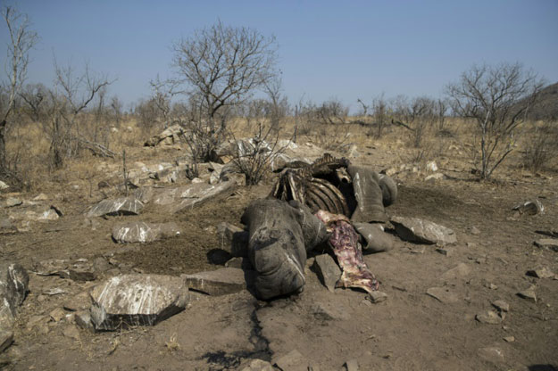 Experts say up to a million species face extinction -- some within decades -- from human activity including habitat loss, over-consumption and illegal poaching. PHOTO: AFP