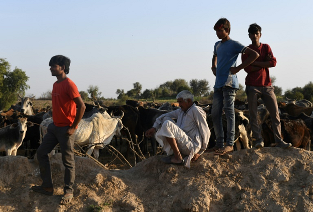 Indian cow caretakers have been protecting cattle in rural communities. PHOTO: AFP