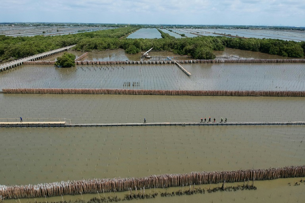 Thailand lost almost one third of its vast coastal mangrove forests between 1961 and 2000, according to a report from the nation's Department of Marine and Coastal Resources and the UN Environment Programme. PHOTO: AFP