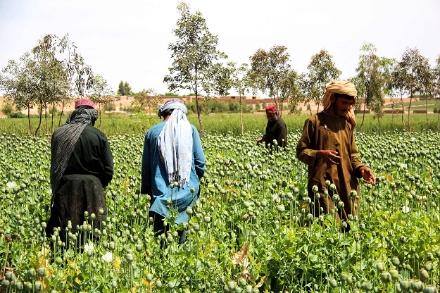 In this photograph taken on April 13, 2019, Afghan farmers harvest opium sap from a poppy field in the Gereshk district of Helmand province. PHOTO: AFP