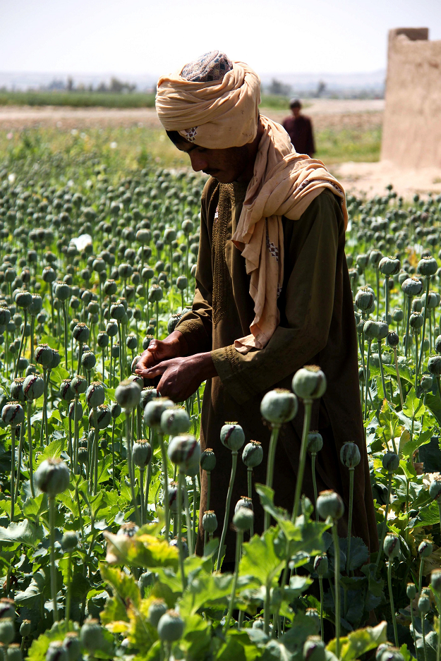 In this photograph taken on April 13, 2019, an Afghan farmer harvests opium sap from a poppy field in the Gereshk district of Helmand province. PHOTO: AFP
