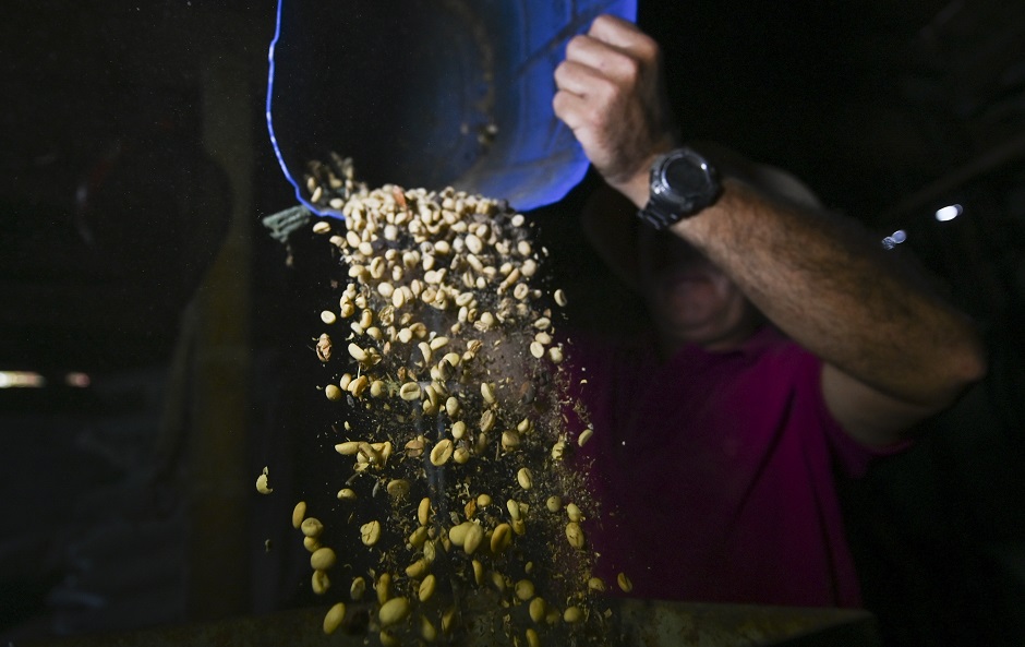 A Colombian coffee grower works at a farm in Santuario municipality, Risaralda department, Colombia. PHOTO: AFP
