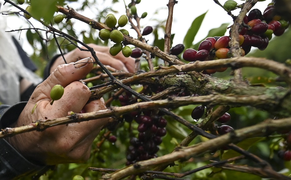 A man harvests coffee in Santuario municipality, Risaralda department, Colombia. PHOTO: AFP