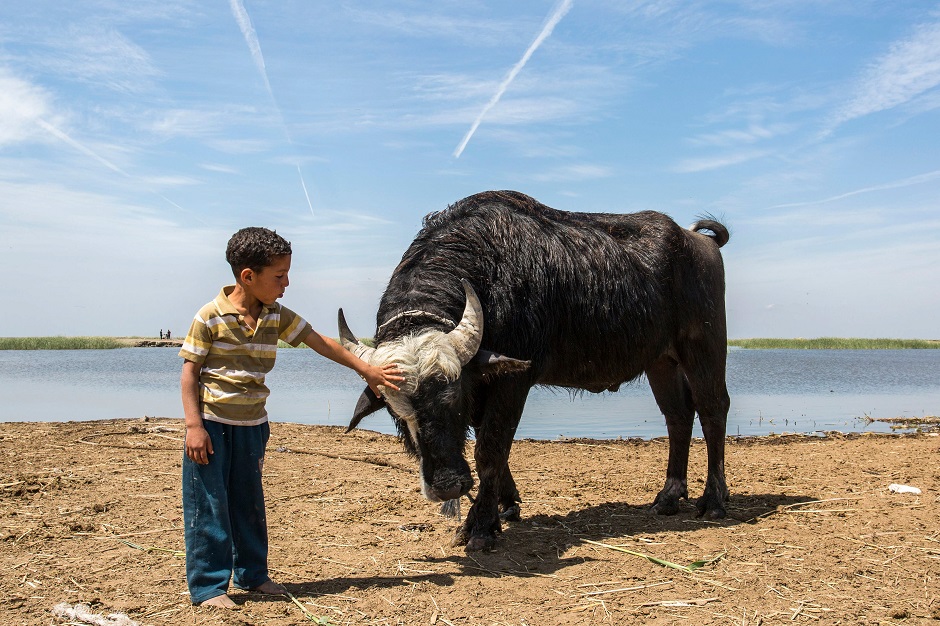 6.An Iraqi boy pets cattle by the marshes of the southern district of Chibayish in Dhi Qar province, about 120 kilometres northwest of the southern city of Basra. PHOTO: AFP