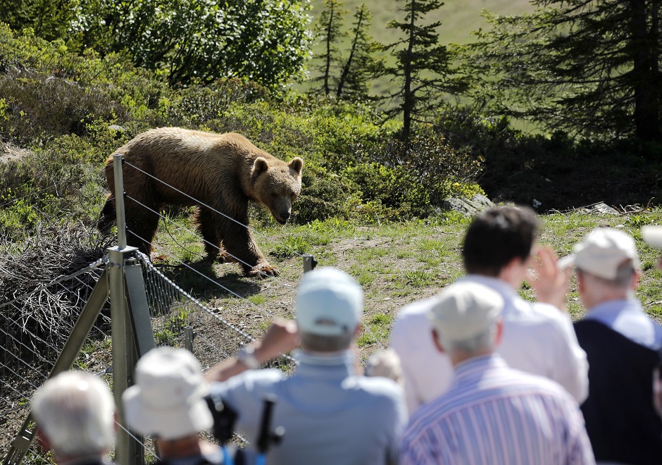 Visitors look at bear Napa at the Arosa Baerenland sanctuary in the mountain resort of Arosa, Switzerland. PHOTO: Reuters
