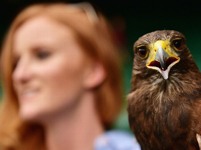 real hawk eye rufus winging his way from wimbledon to lord s