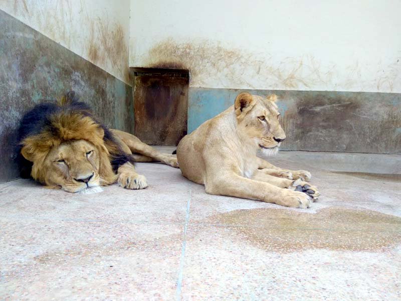 crippled lion pair euthanised at lahore s safari zoo