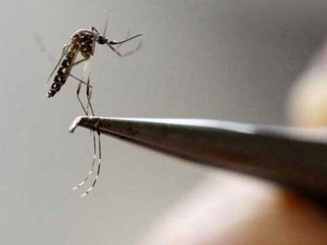 809 cases of dengue reported from karachi this year