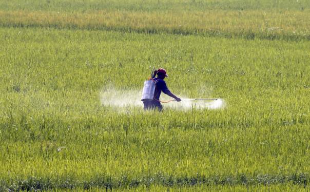 fertiliser prices to rise by rs100 per bag after hike in gas tariff