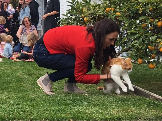 jacinda ardern 039 s cat paddles has died after being hit by a car photo courtesy firstcatofnz