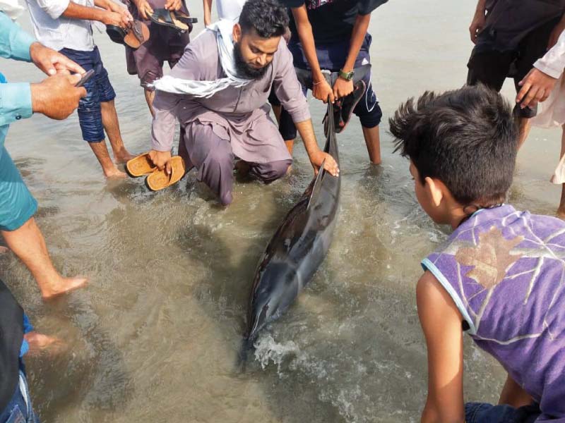spinner dolphin washed ashore on clifton beach