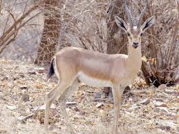 at present there are around 11 indian sambar deer at recreational facility photo express
