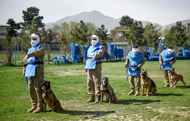 man s best friend the dogs who sniff out explosives in kabul