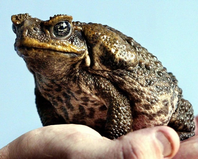 the tough and adaptable pest was introduced from central america in 1935 to control beetles in sugarcane fields photo afp