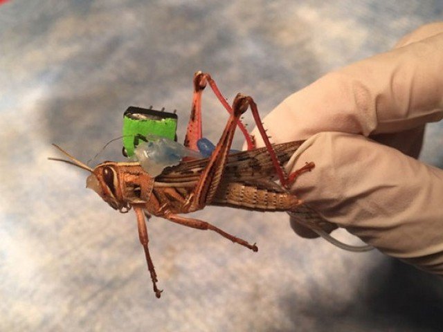 expert suggests use of drones for anti locust spray